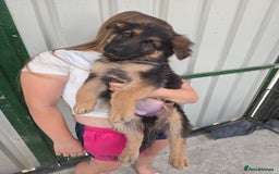German Shepherd dogs for sale: ⭐️Quality KC Reg Long Coat German Shepherd Pups⭐️  - Image 17