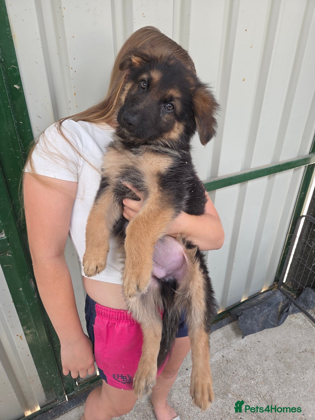 German Shepherd dogs for sale: ⭐️Quality KC Reg Long Coat German Shepherd Pups⭐️  - Image 17
