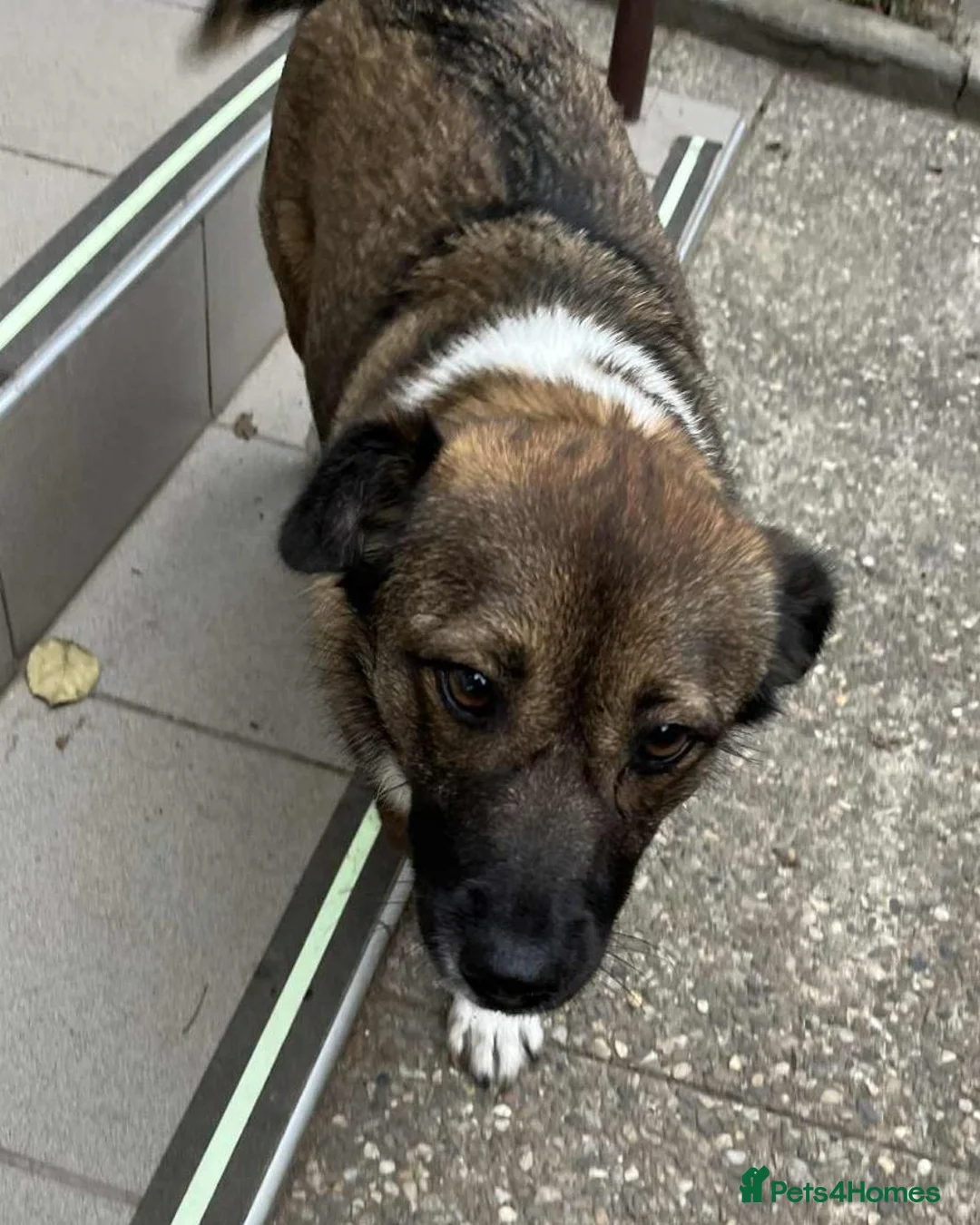 Mixed Breed dogs for adoption: BELLA -  a superb little girl, for a Loving Home - Advert 7