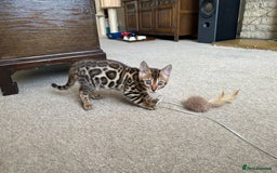 Bengal cats for sale: TICA registered bengal kittens!🐱 - Image 6