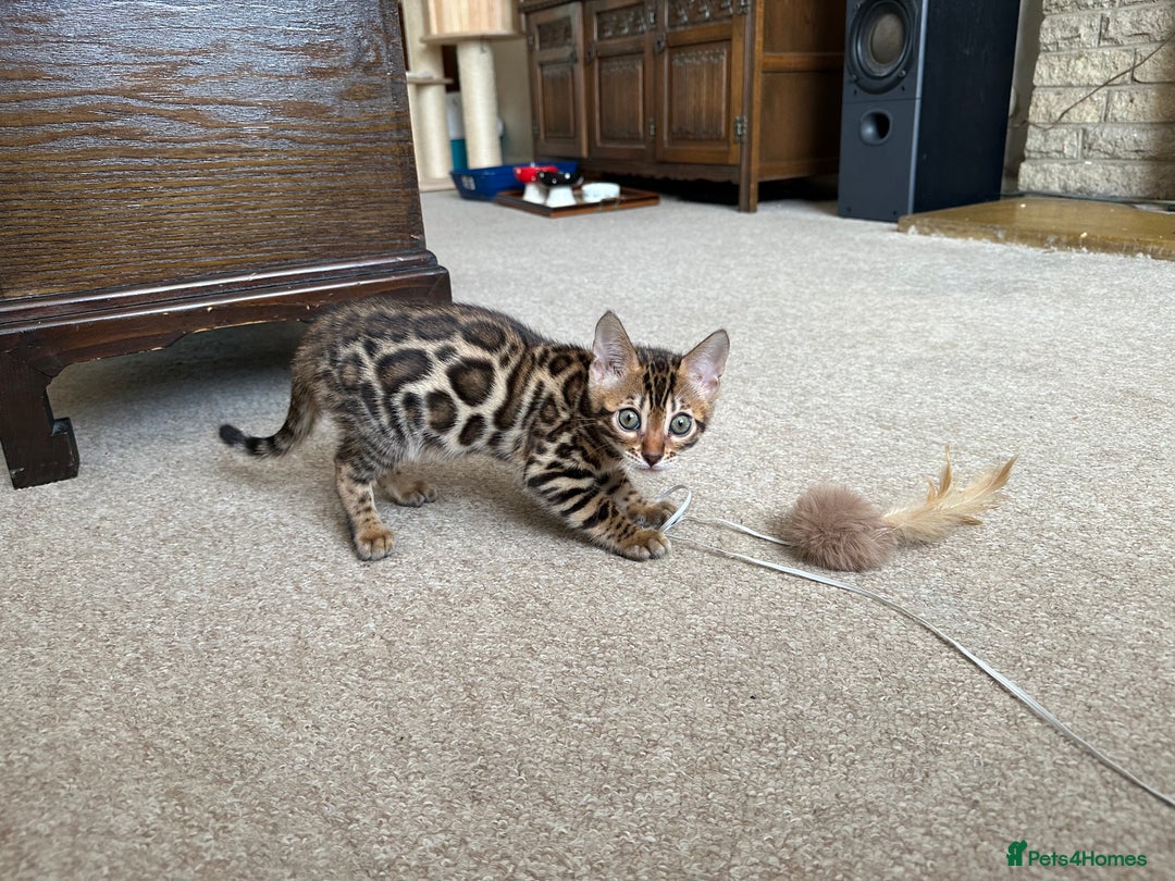 Bengal cats for sale: TICA registered bengal kittens!🐱 - Image 6