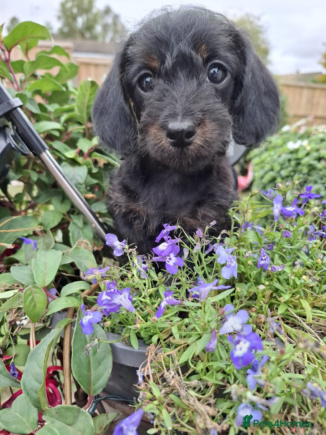 Mixed Breed dogs for sale: Daxiepoo puppies -miniature dachshund x toy poodle - Image 5