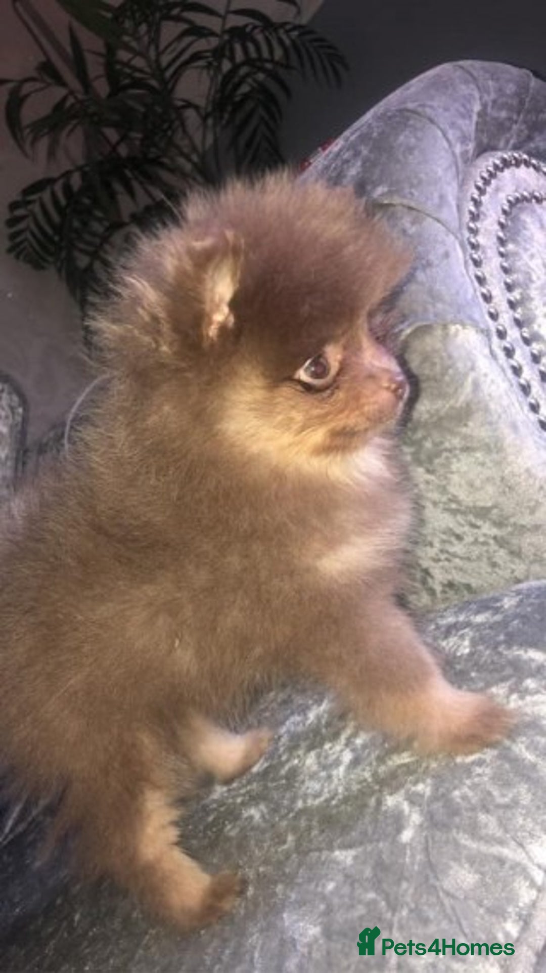 Pomeranian dogs for stud: Proven Chocolate KC in Runcorn - Advert 16