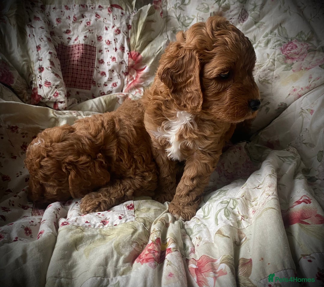 Cockapoo dogs for sale: Fabulous F1b Fox Red Cockapoo Health Cleared - Image 27