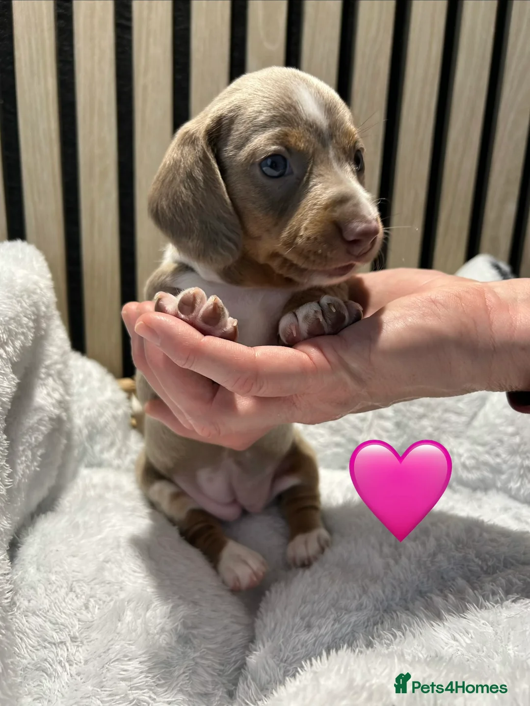 Miniature Dachshund dogs for sale: 4 beautiful miniature dachshund puppies - Advert 11