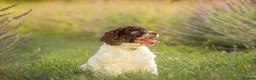 Spanish Water Dog dogs for sale: Spanish water dog  - Advert 2