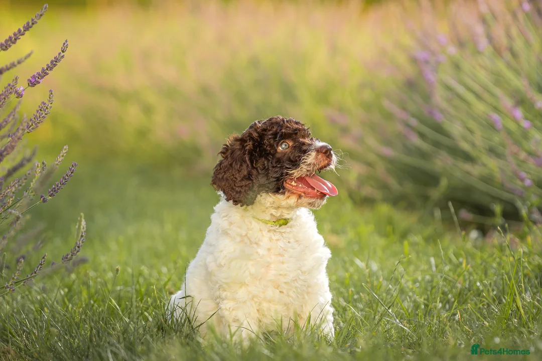 Spanish Water Dog dogs for sale: Spanish water dog  - Advert 2