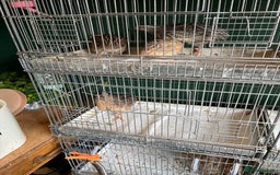 Quail poultry for sale: Point of lay hens and cocks - Image 5