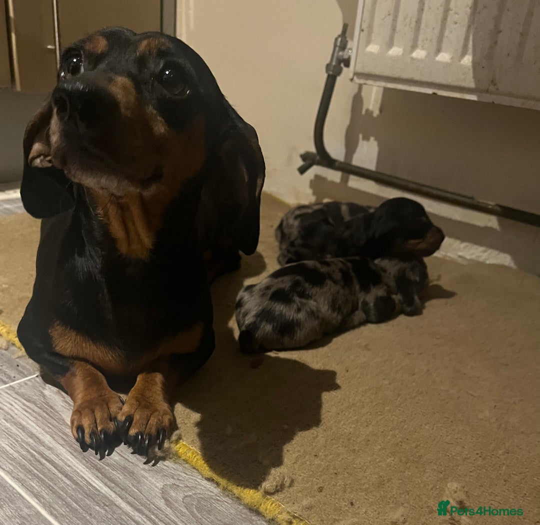 Miniature Dachshund dogs for sale: Miniature dachshund girl puppy  - Image 7
