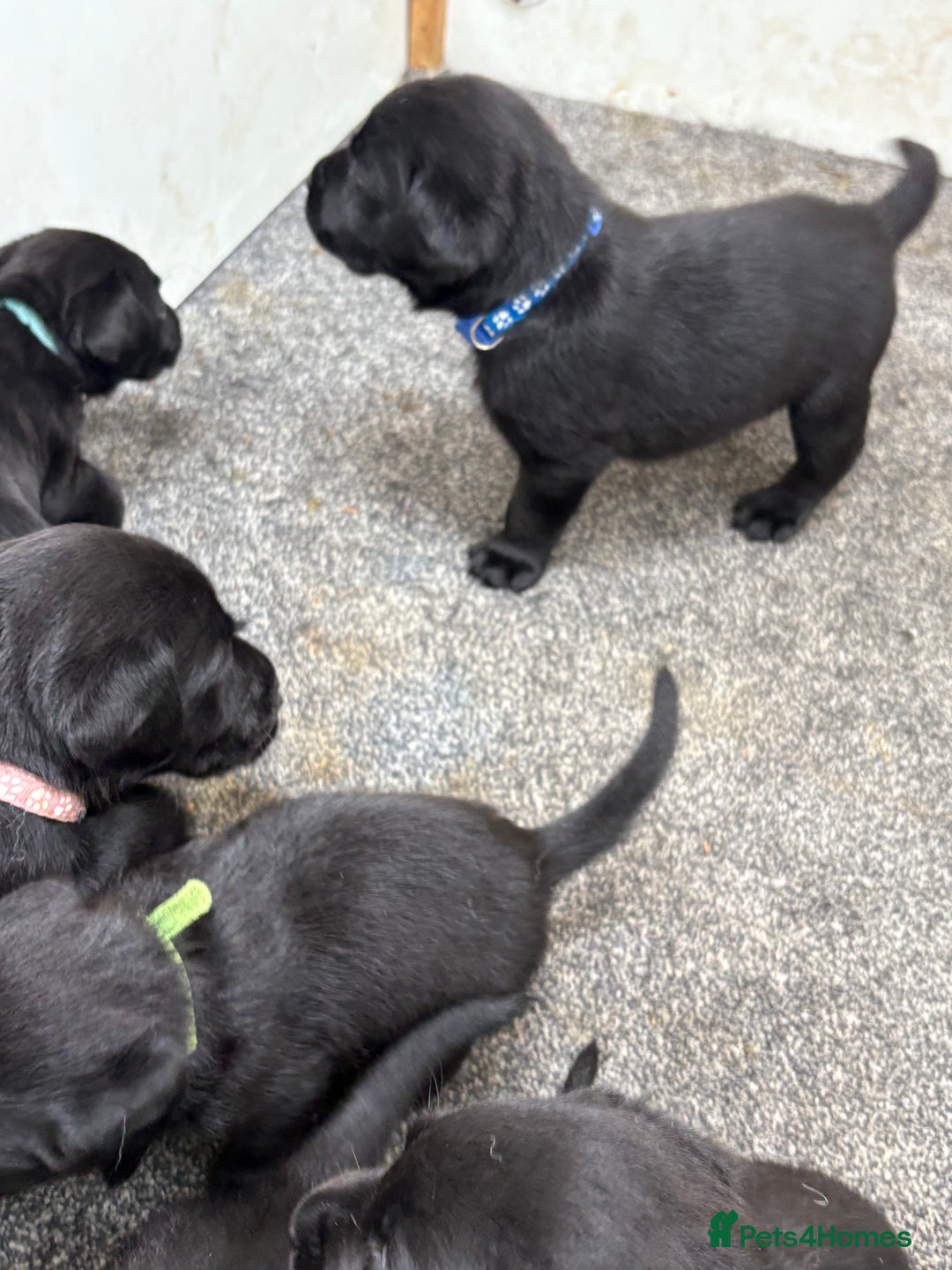 Labrador Retriever dogs for sale: CHUNKY BIG BONED SHOW LABRADOR PUPPYS - Image 11