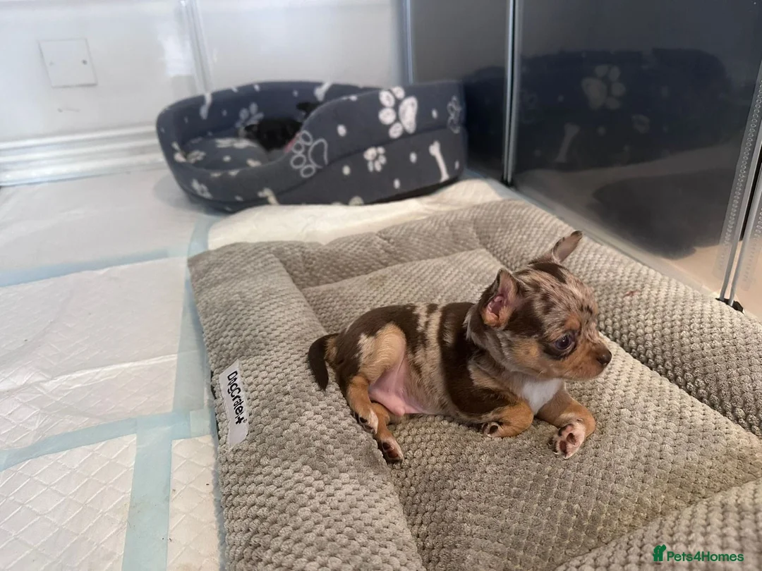 Chihuahua dogs for sale: Adorable Chihuahua Puppies – 1 Boy & 1 Girl in Bristol - Advert 2