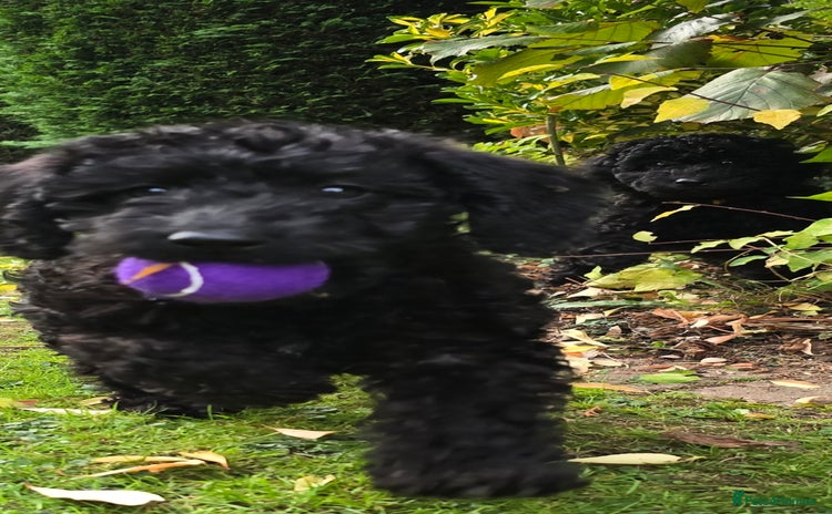 Double Doodle dogs - Advert 2