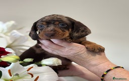 Miniature Dachshund dogs for sale: True Miniature Dachshund puppies  - Image 1