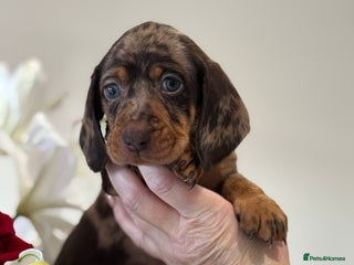 Miniature Dachshund dogs for sale - Advert 1