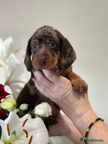 Miniature Dachshund dogs - Advert 3