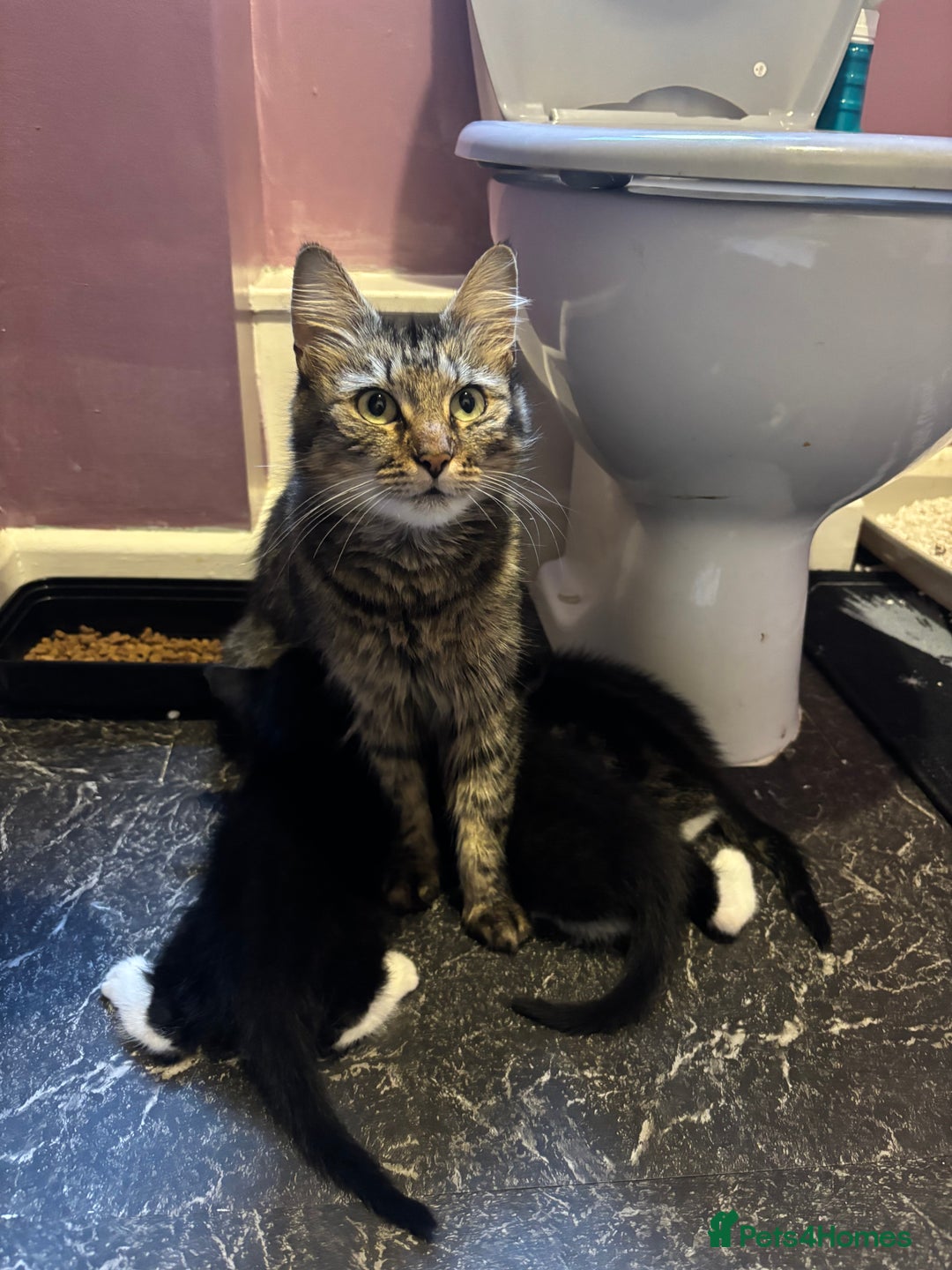 British Shorthair cats for sale: 3 kittens Available as of today 21/09/2025 - Image 10