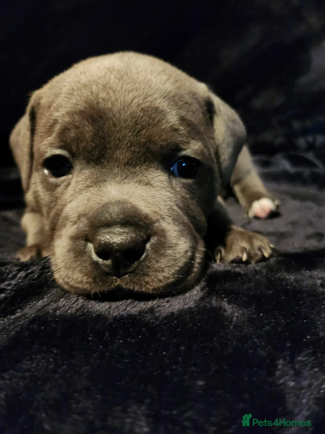 Staffordshire Bull Terrier dogs for stud: Grand Champion Sired - Multi Champion Bloodlines S in Basingstoke - Advert 13