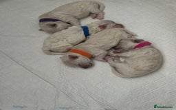 Bichon Frise dogs for sale: ✨ Bichon Frisé Puppies from Champion Bloodlines ✨ - Image 6
