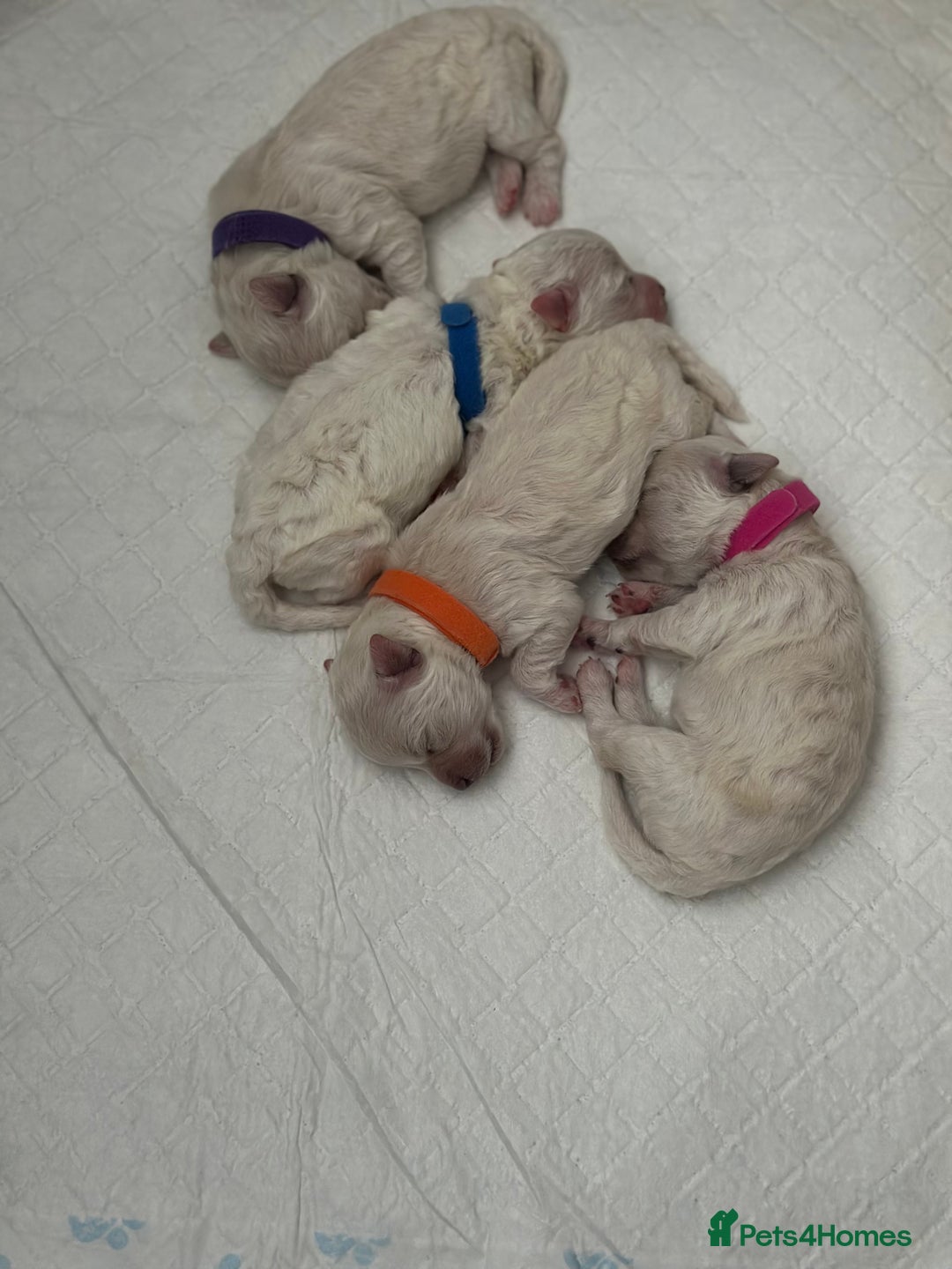 Bichon Frise dogs for sale: ✨ Bichon Frisé Puppies from Champion Bloodlines ✨ - Image 6