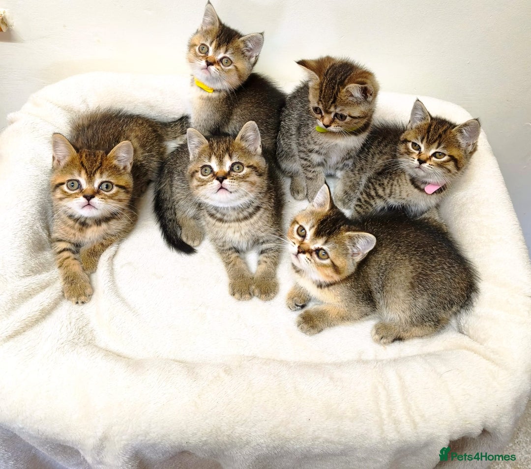 British Shorthair cats for sale: British Shorthair Kittens Full Pedigree Parents  - Advert 1