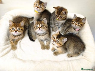 British Shorthair cats British Shorthair Kittens Full Pedigree Parents - Advert 16