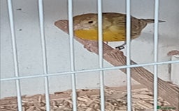 Canaries birds for sale: Four pairs of agate split satinete  - Image 1