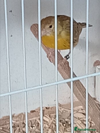 Canaries birds - Advert 2