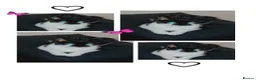 Mixed Breed cats for sale: Female black and white  - Advert 8