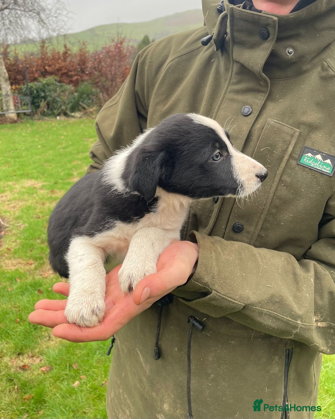 Border Collie dogs for sale: 8 Border Collie Puppies - Advert 4