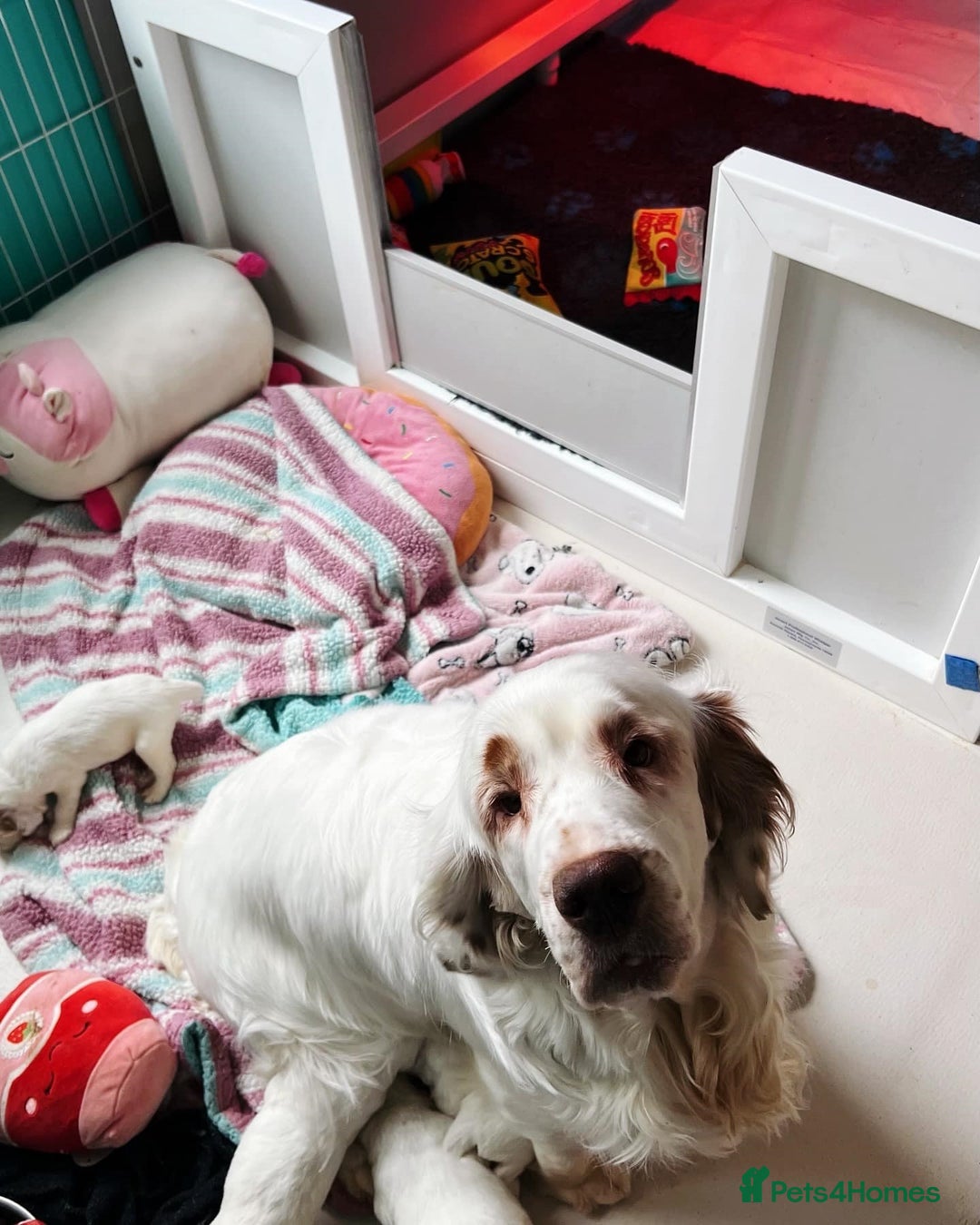 Clumber Spaniel dogs for sale: stunning litter of Clumber Spaniel puppies - Advert 4