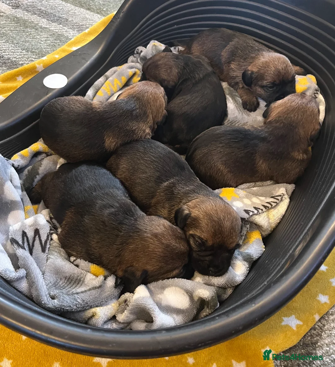 Border Terrier dogs for sale: KC registered Border Terrier Pups - Advert 2