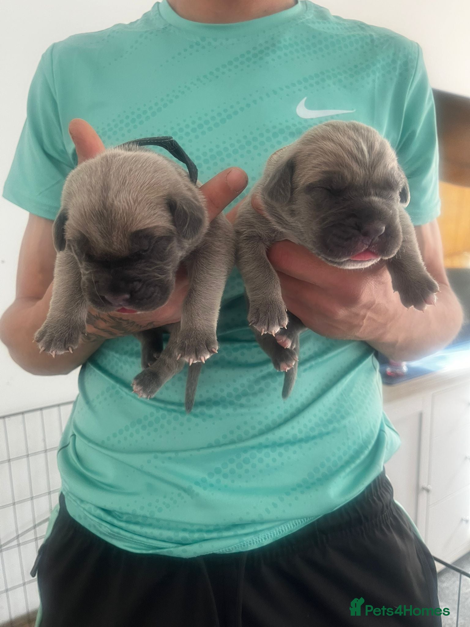 Cane Corso dogs for sale: Cane corso puppies  in Witham - Advert 5