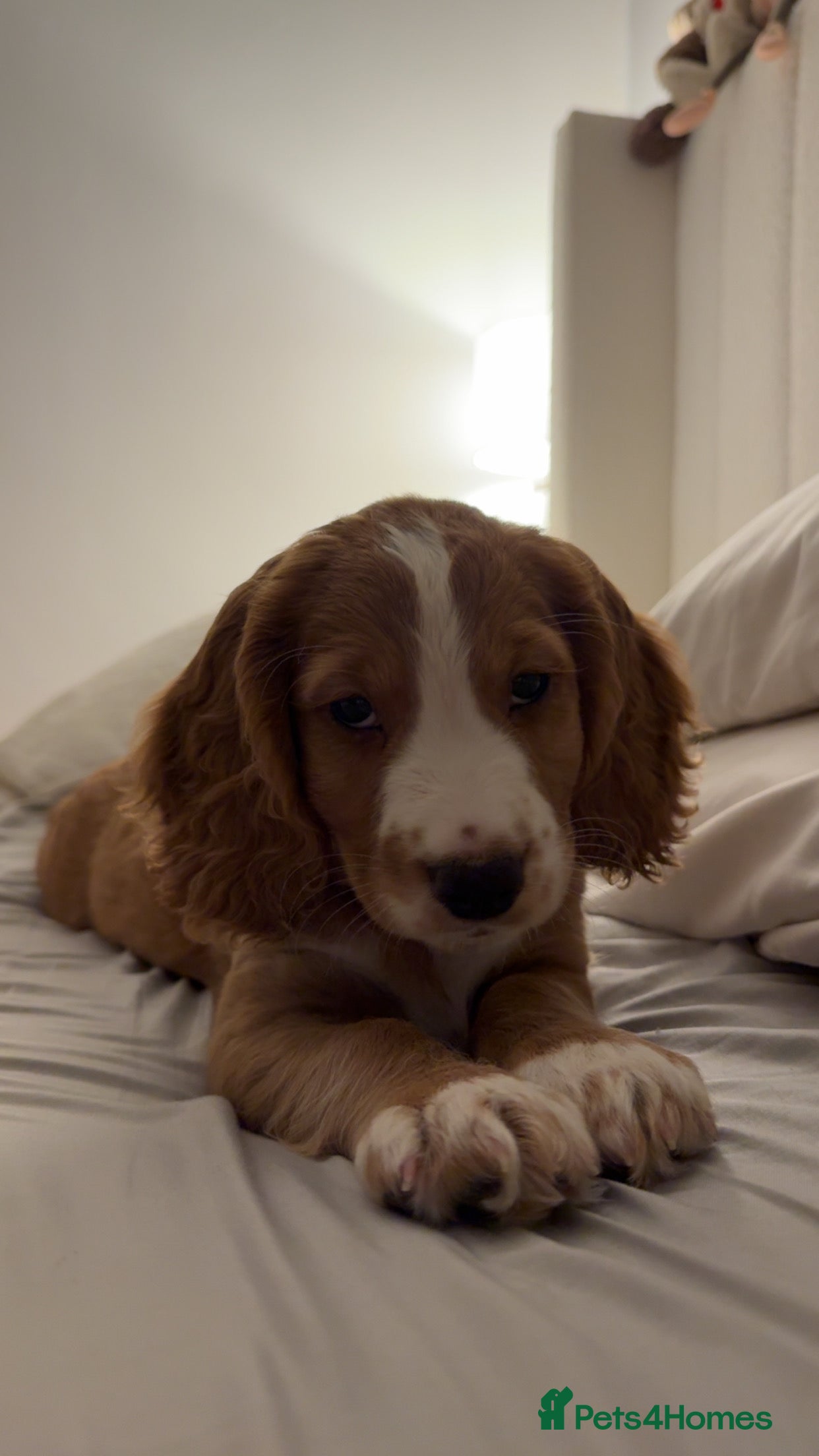 Cocker Spaniel dogs working cocker spaniel male  - Advert 10