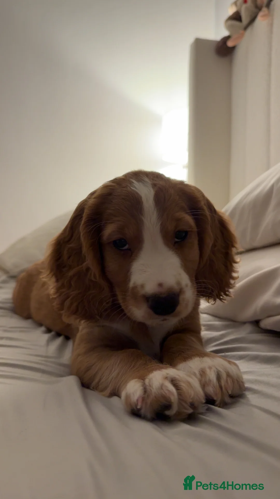 Cocker Spaniel dogs for sale: working cocker spaniel male  - Advert 1