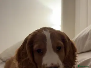 Cocker Spaniel dogs working cocker spaniel male - Advert 8