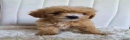 Cavapoo dogs for sale: Toy cavapoos heath checked 100 percent perfect - Advert 12