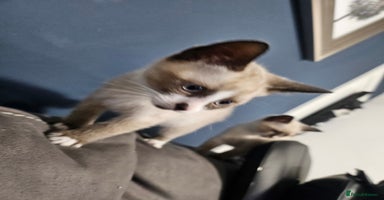 Snowshoe cats Rare pedigree snowshoe kittens born in Scotland - Advert 1