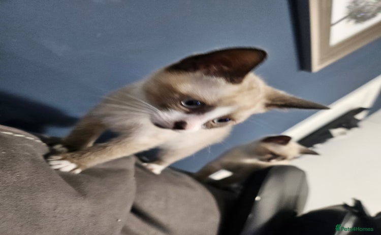 Snowshoe cats Rare pedigree snowshoe kittens born in Scotland - Advert 12