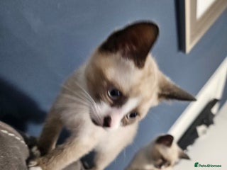 Snowshoe cats Rare pedigree snowshoe kittens born in Scotland - Advert 6