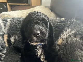 Cockapoo dogs 2 curly cockapoo boys left f1b - Advert 12