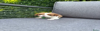 Cavalier King Charles Spaniel Puppy 2