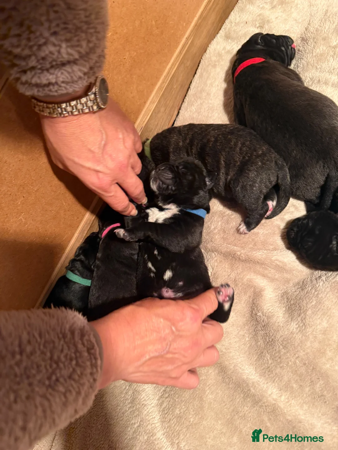 Cane Corso dogs for sale: Cane corso puppies  - Advert 15