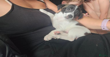 Mixed Breed dogs - Advert 16