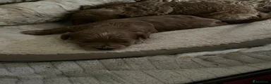 Maltipoo 1