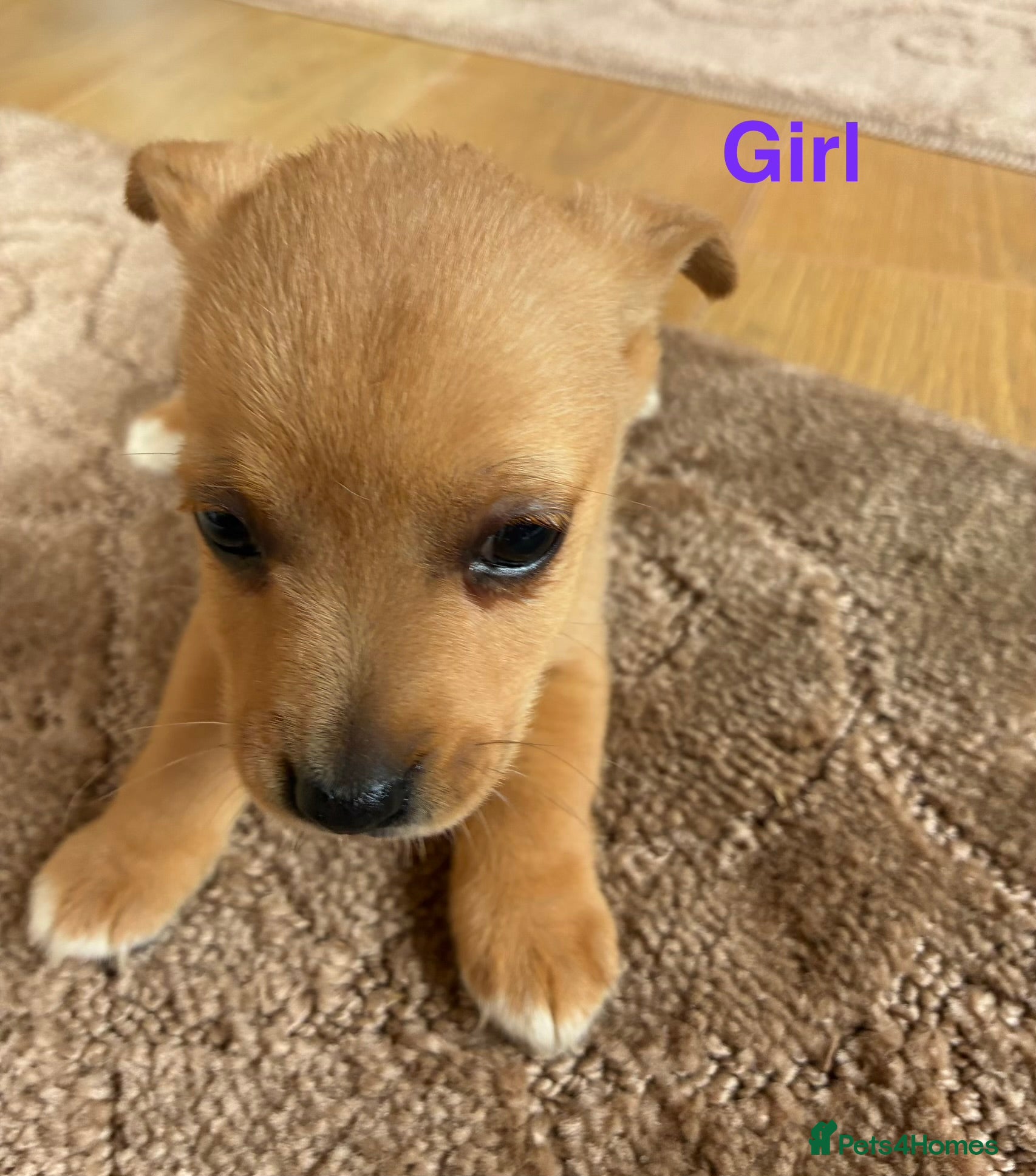 Jack Russell dogs 5 beautiful Jack Russell puppies - Advert 1