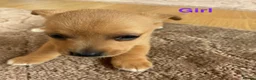 Jack Russell dogs for sale: 5 beautiful Jack Russell puppies - Advert 1