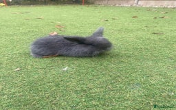 Mini Lop rabbits for sale: Beautiful mini lop bunnies 😍🐰 - Image 11