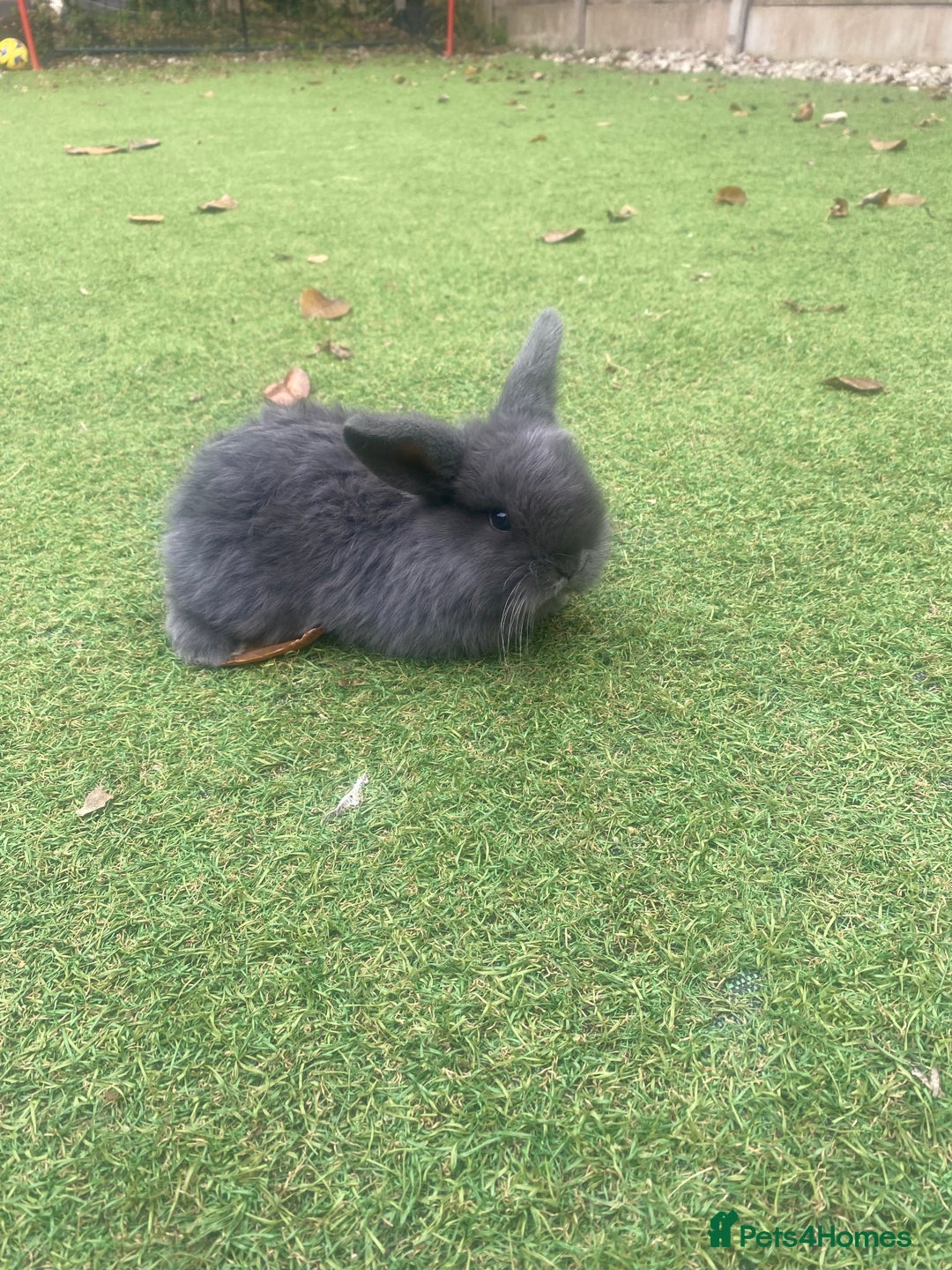 Mini Lop rabbits for sale: Beautiful mini lop bunnies 😍🐰 - Image 11