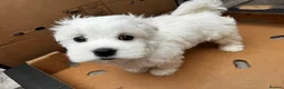 Maltese dogs for sale:   Maltese boys  - Advert 13