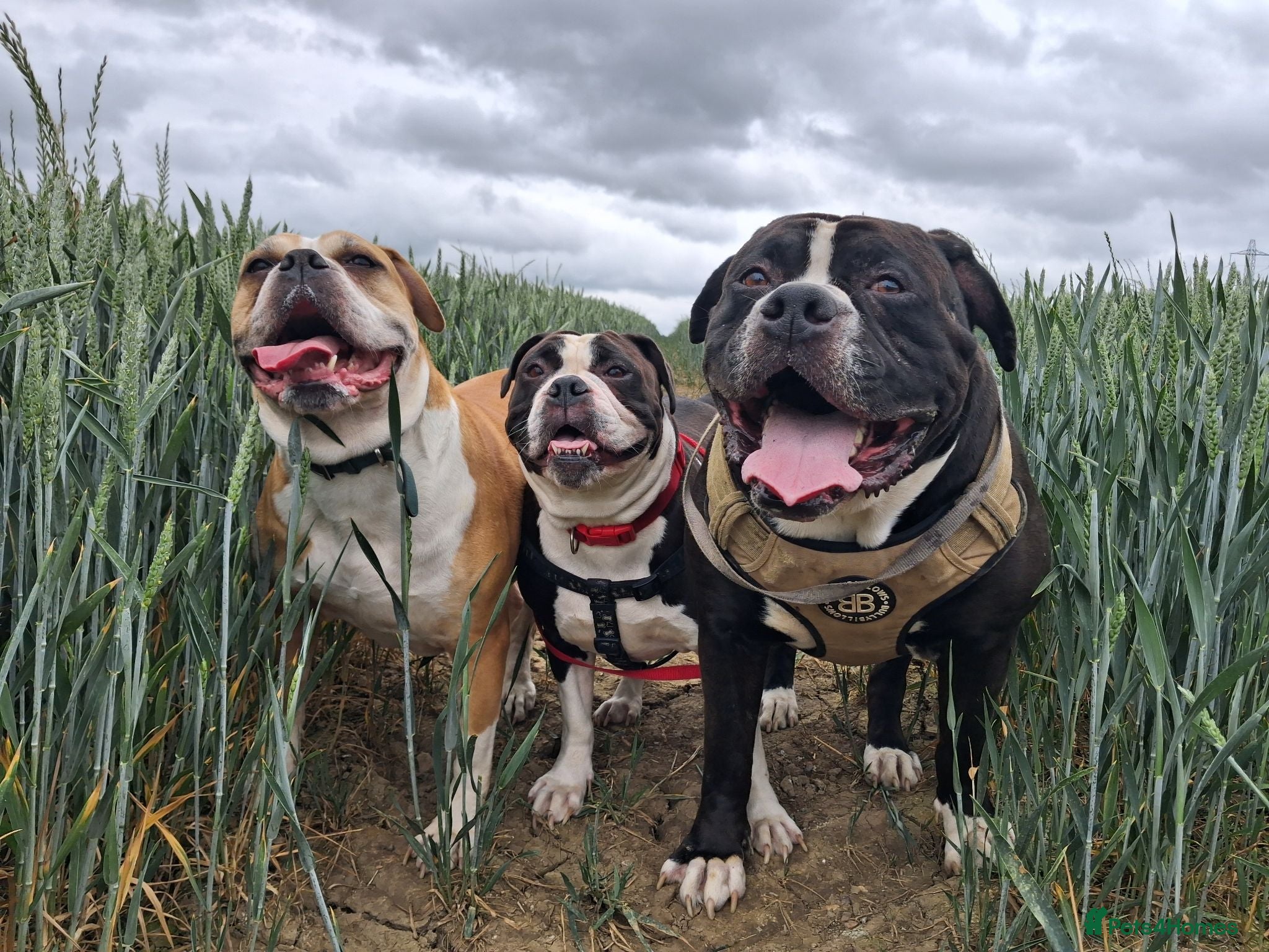 Alapaha Blue Blood Bulldog dogs Alapaha bulldog in need of forever loving home - Advert 1